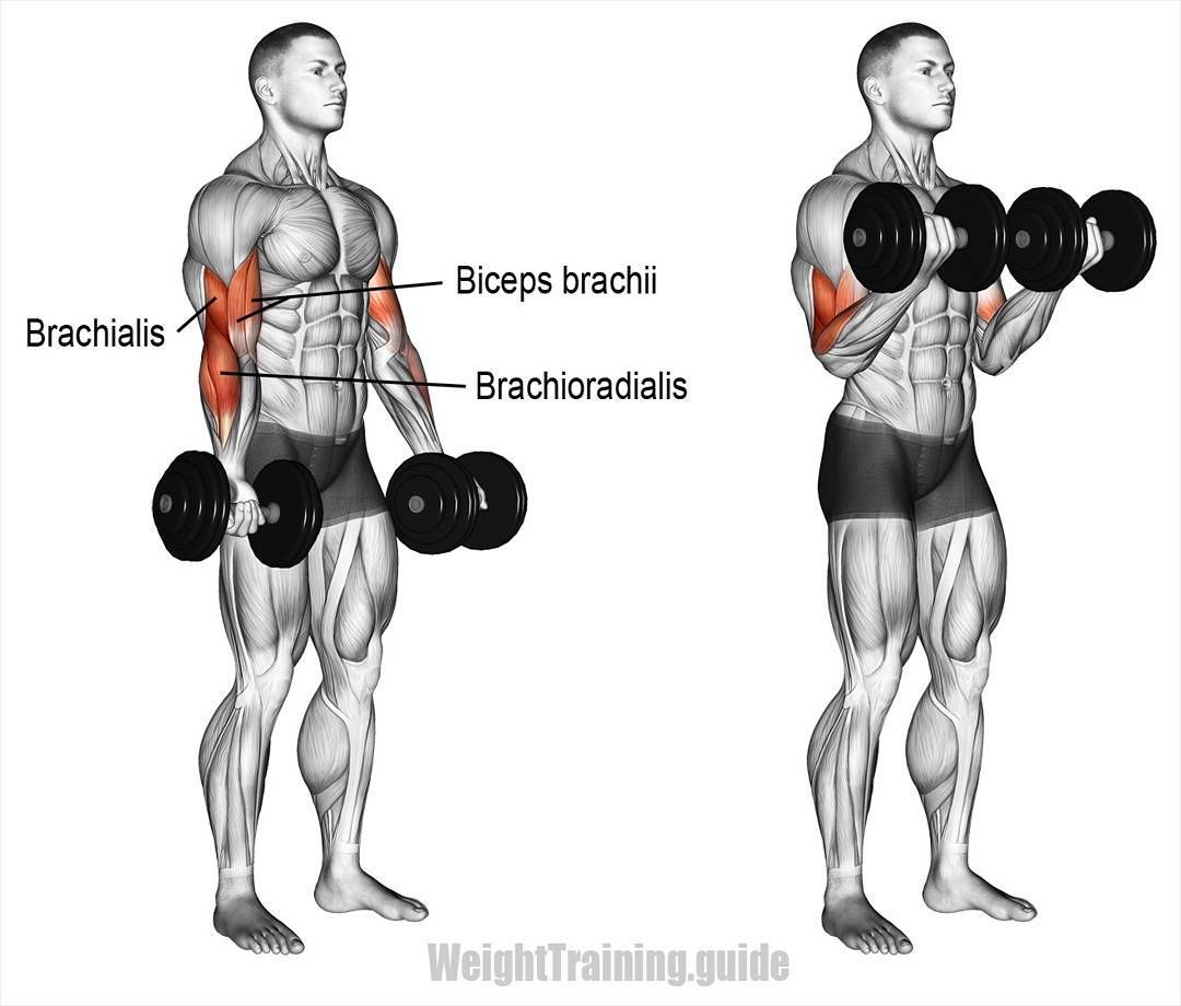 6 Bài Tập Tạ Dành Cho Nam Giới Đơn Giản