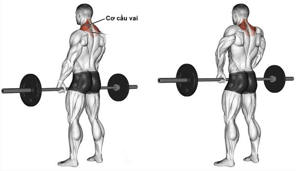 Bài tập cầu vai cho nam